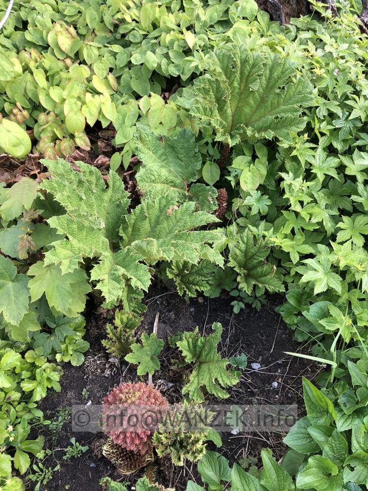 Gunnera tinctoria - Bluetenstand + Blaetter.jpg